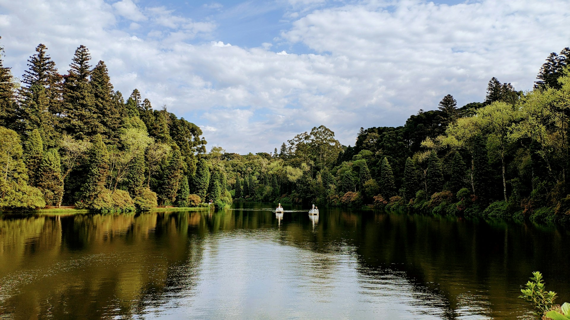 a body of water surrounded by lots of trees