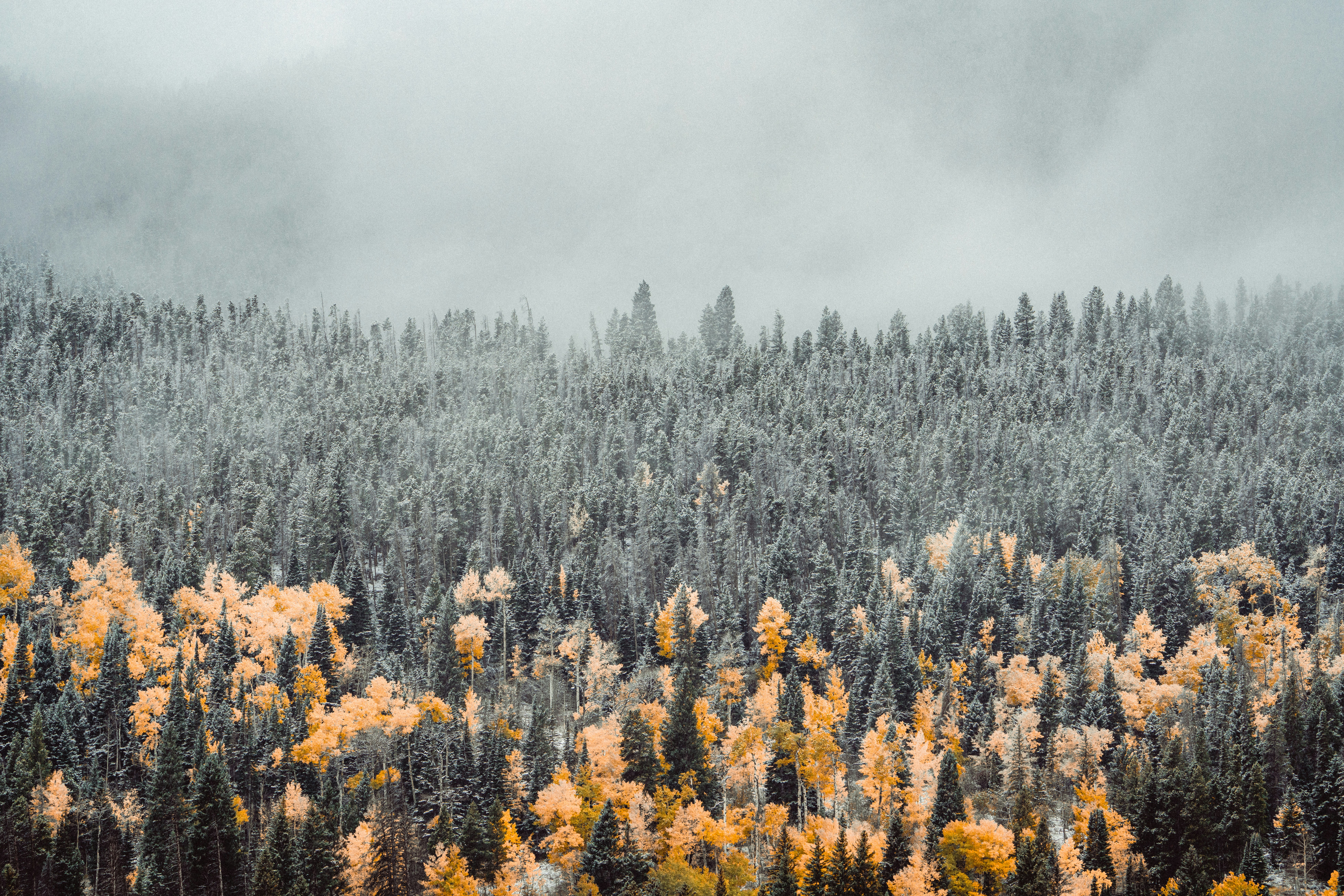 Close up of an aspen filed forest with clouds and fog rolling in over it.