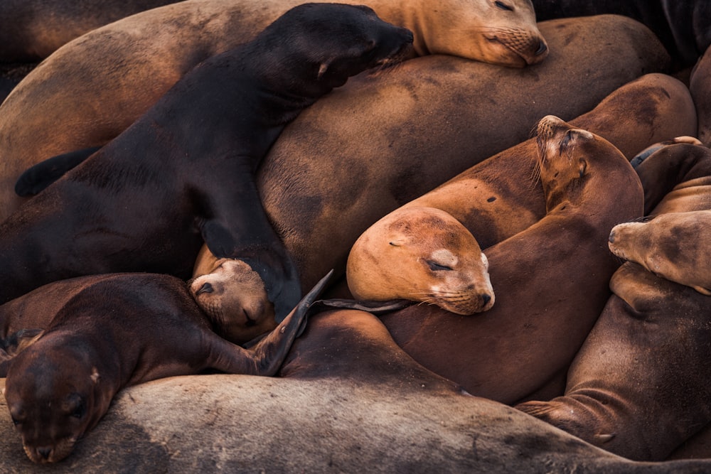 um grupo de leões-marinhos deitados uns sobre os outros