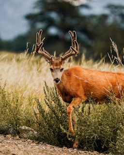 Best Deer Drag: Your Back-Saving Solution for Moving Harvested Game (and Making It Home Easier!)