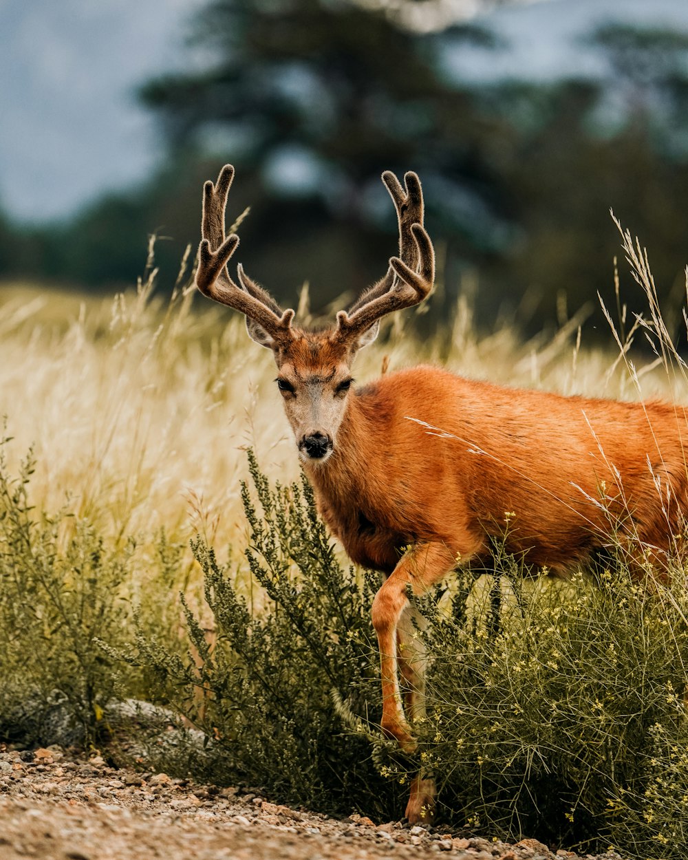 a deer is standing in a field of tall grass