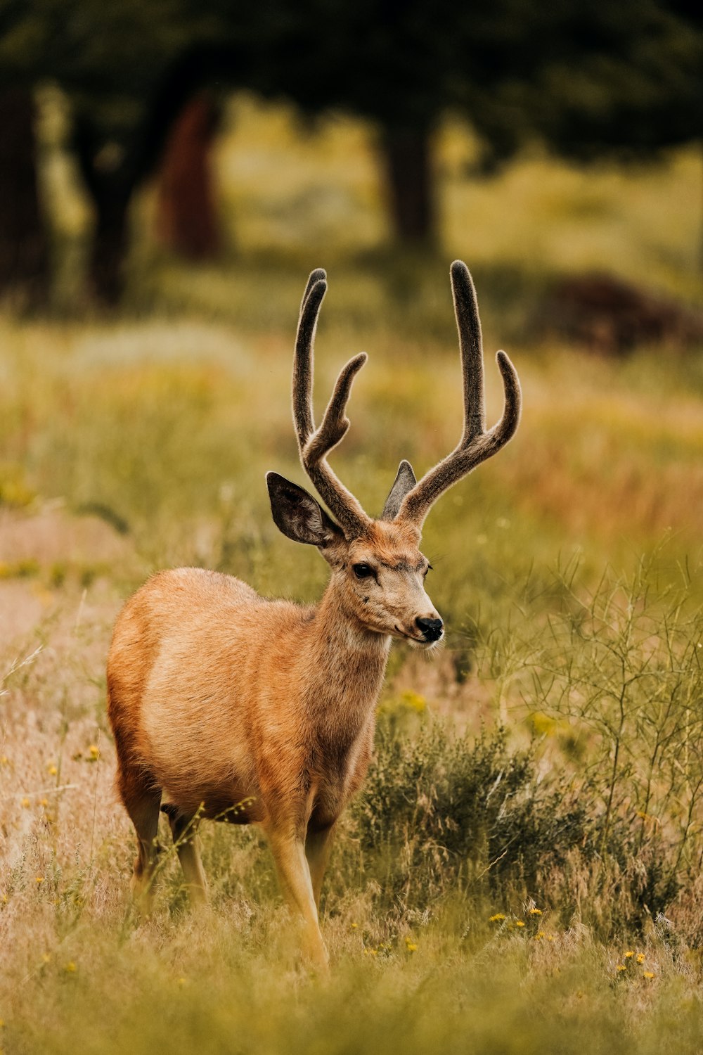 a deer standing in a field of tall grass