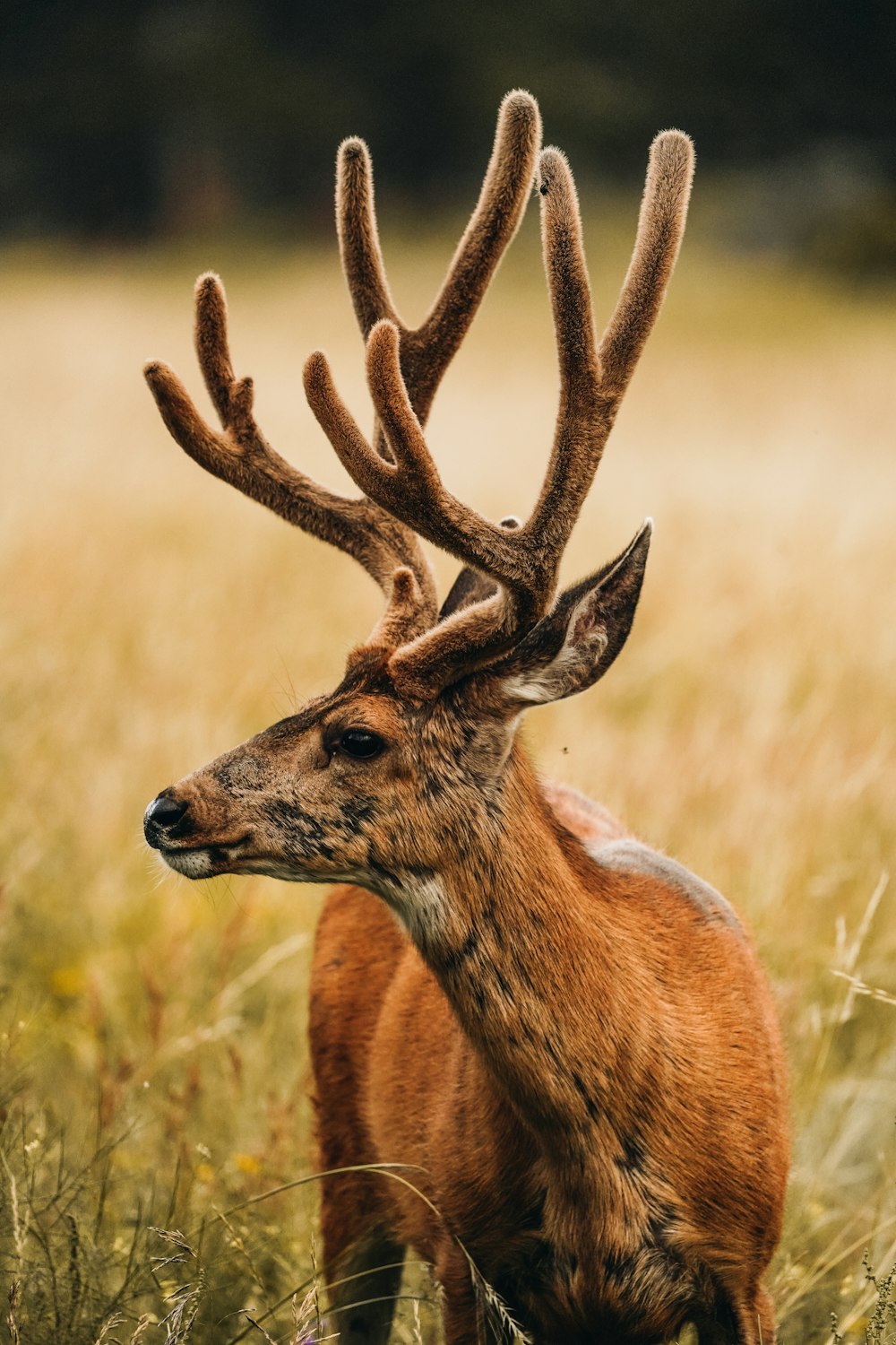 a close up of a deer in a field of tall grass
