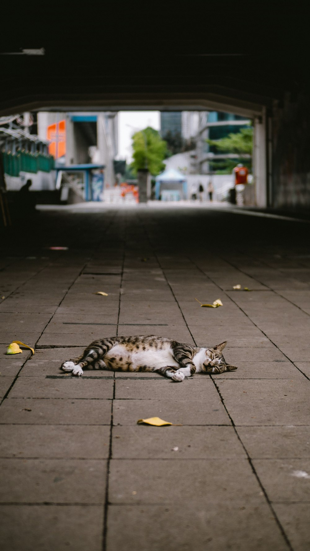 a cat that is laying down on the ground