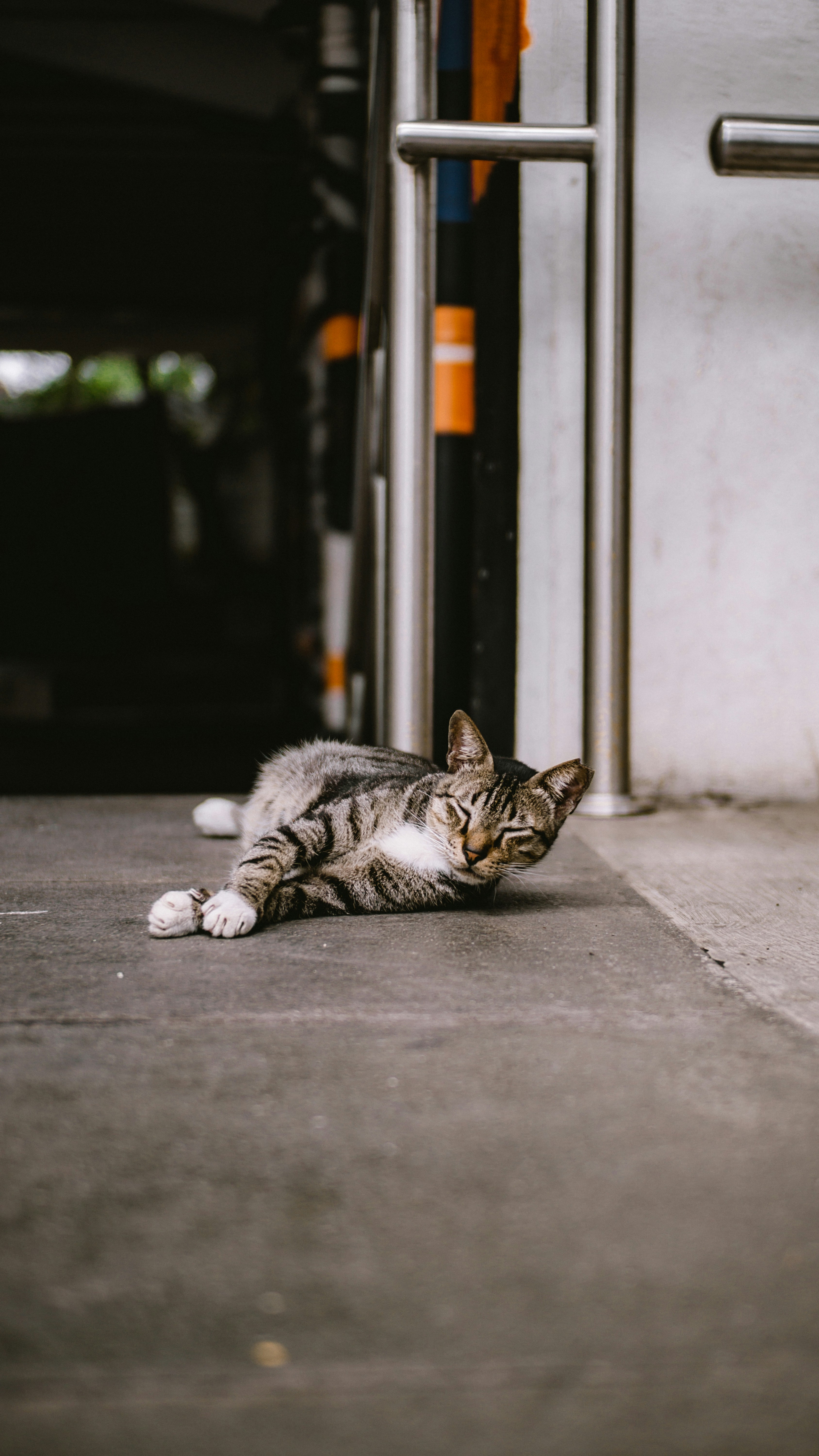 seekor kucing yang sedang berbaring di tanah