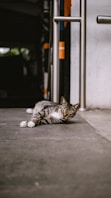 a cat that is laying down on the ground