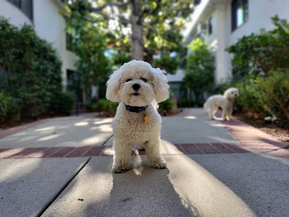 a small white dog standing on a sidewalk
