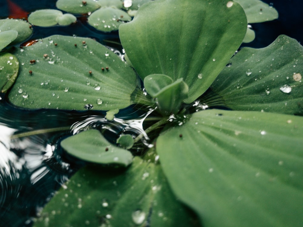 uma folha verde flutuando em cima de um corpo de água