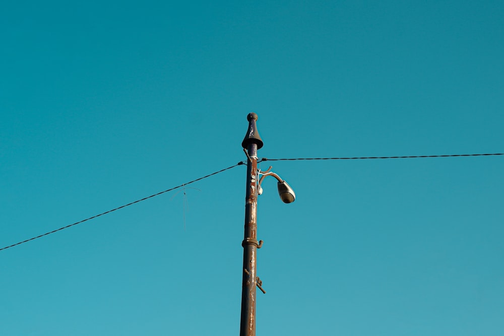 a bird sitting on top of a telephone pole