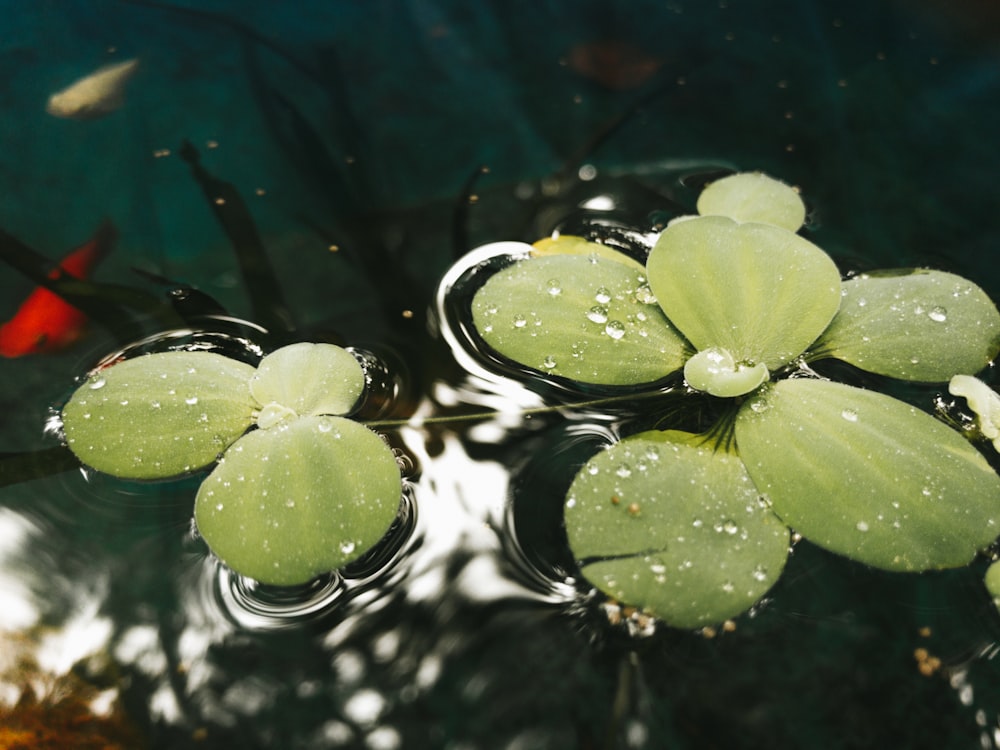 a group of water lilies floating on top of a pond