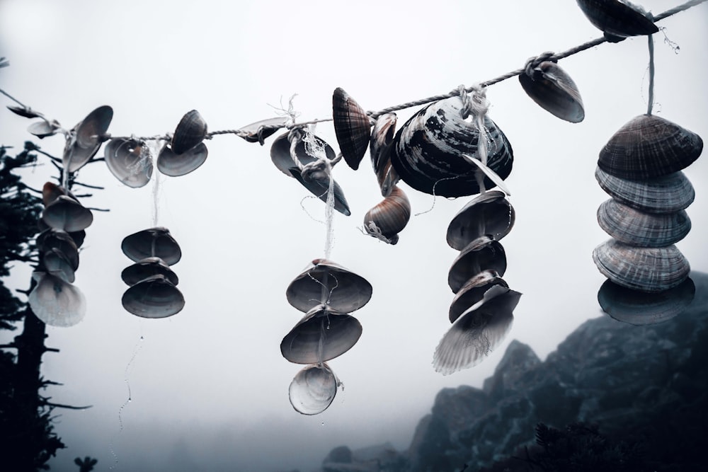 a bunch of seashells hanging from a line