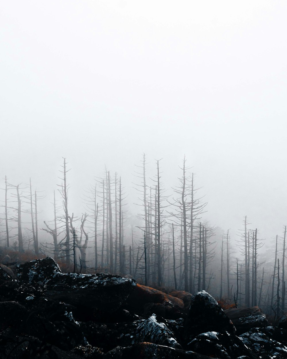 a forest filled with lots of trees covered in fog