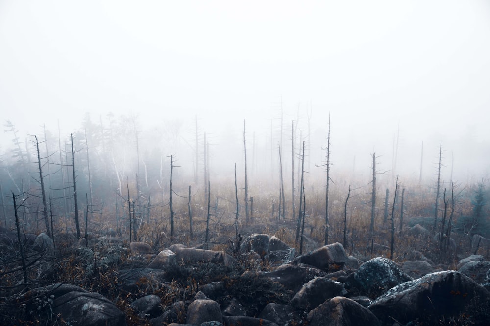 a foggy forest filled with lots of trees and rocks