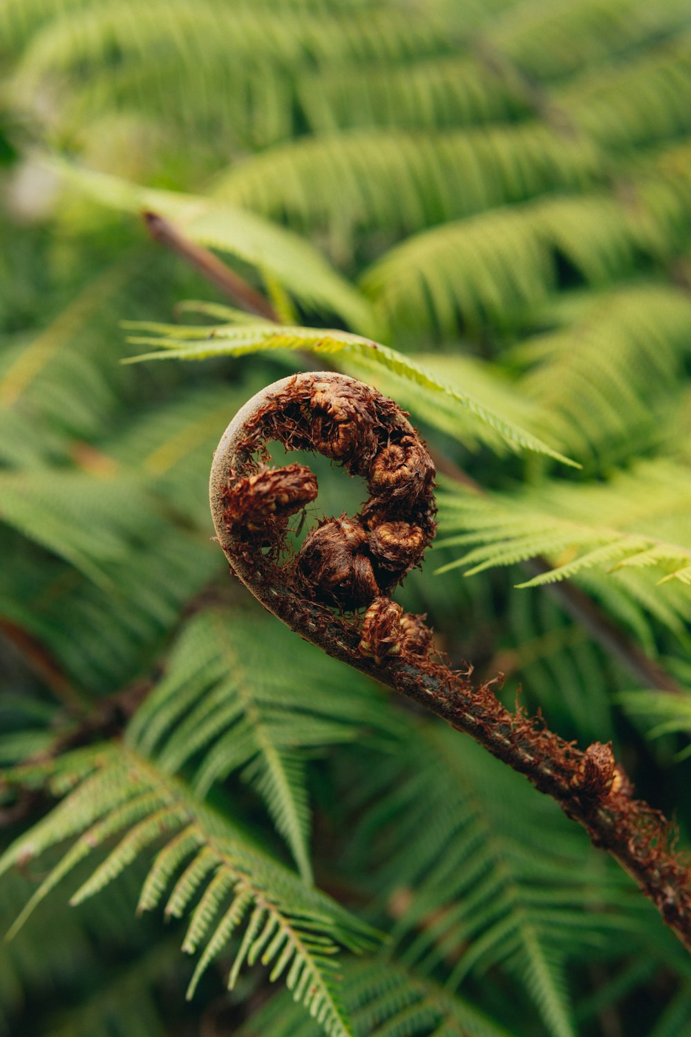 a close up of a tree branch with a ring on it