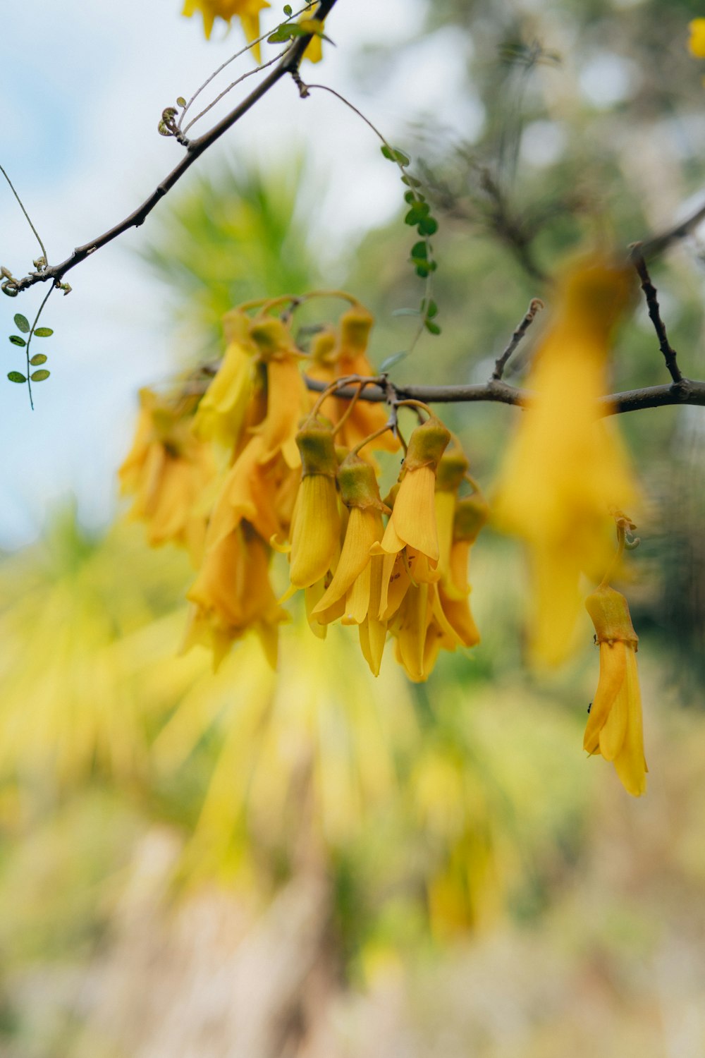 a branch with yellow flowers hanging from it