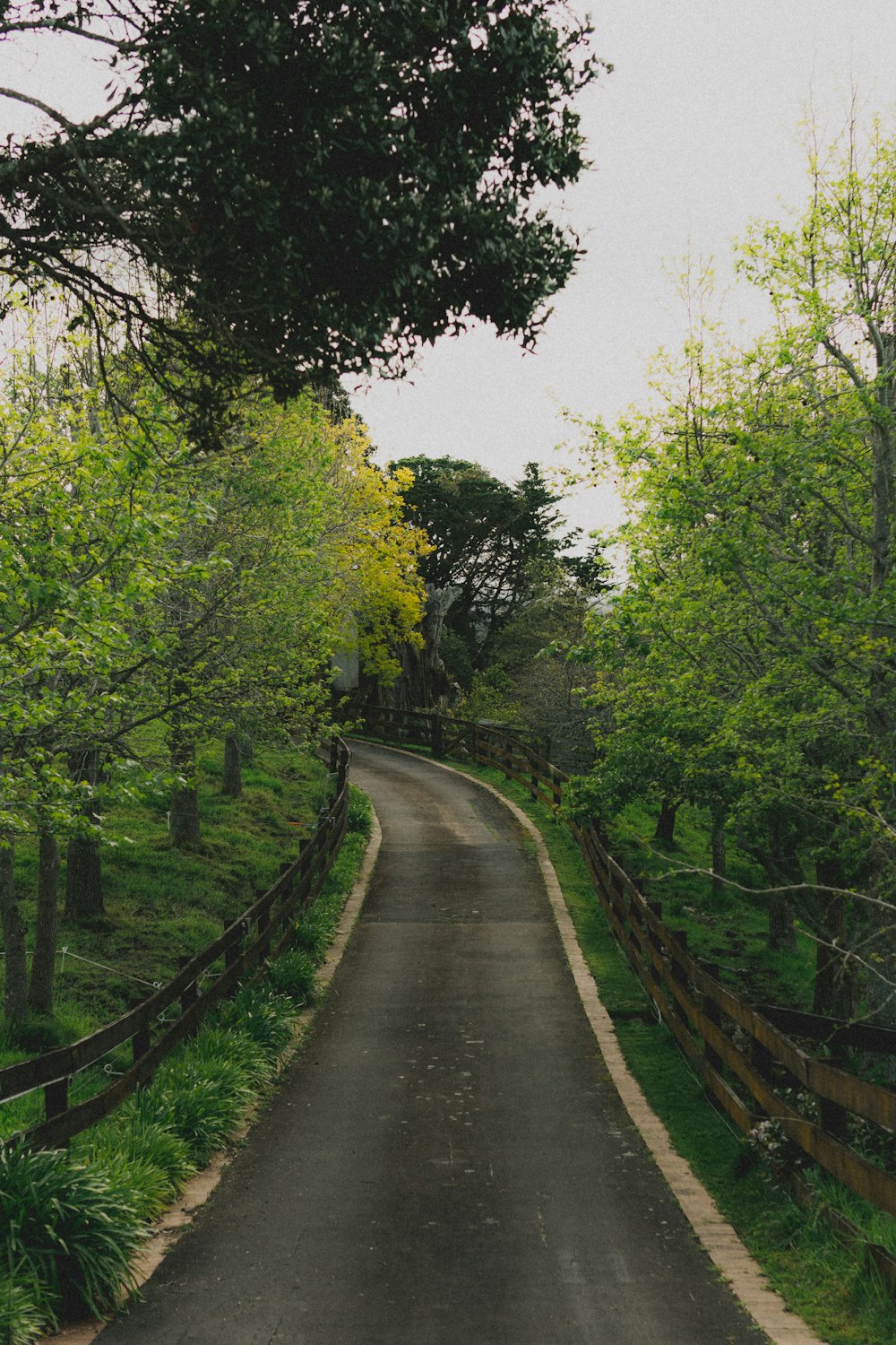 an empty road surrounded by trees and a wooden fence