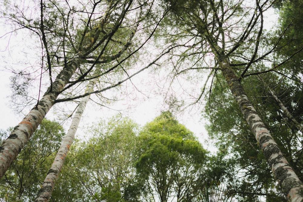 a group of tall trees standing next to each other