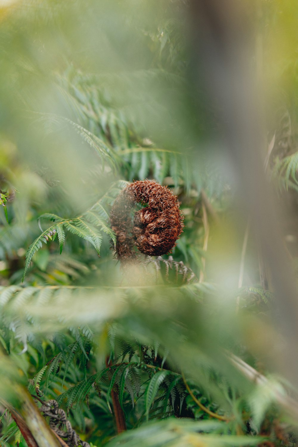 a pine cone sitting in the middle of a forest