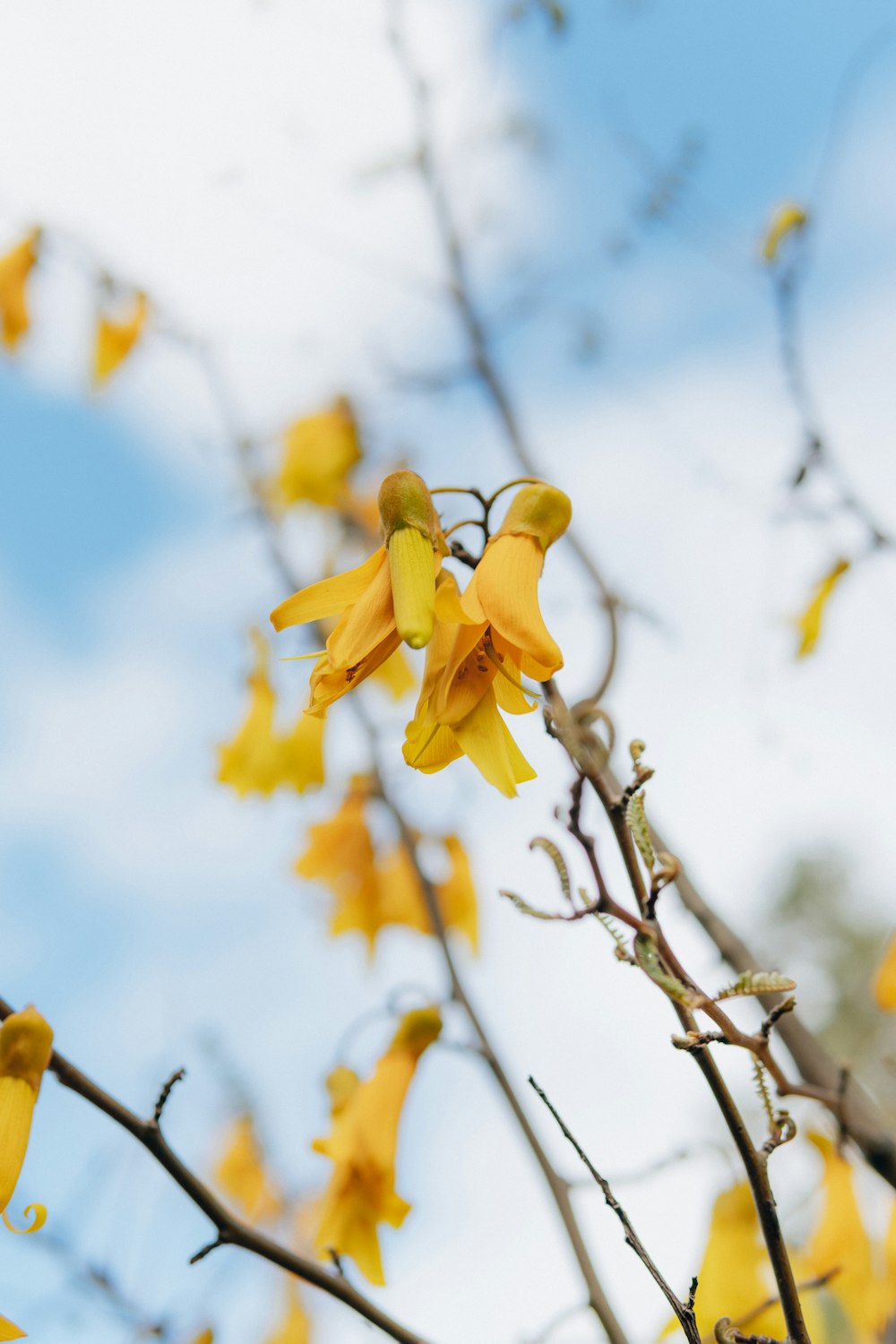 a tree with yellow flowers in the foreground and a blue sky in the background