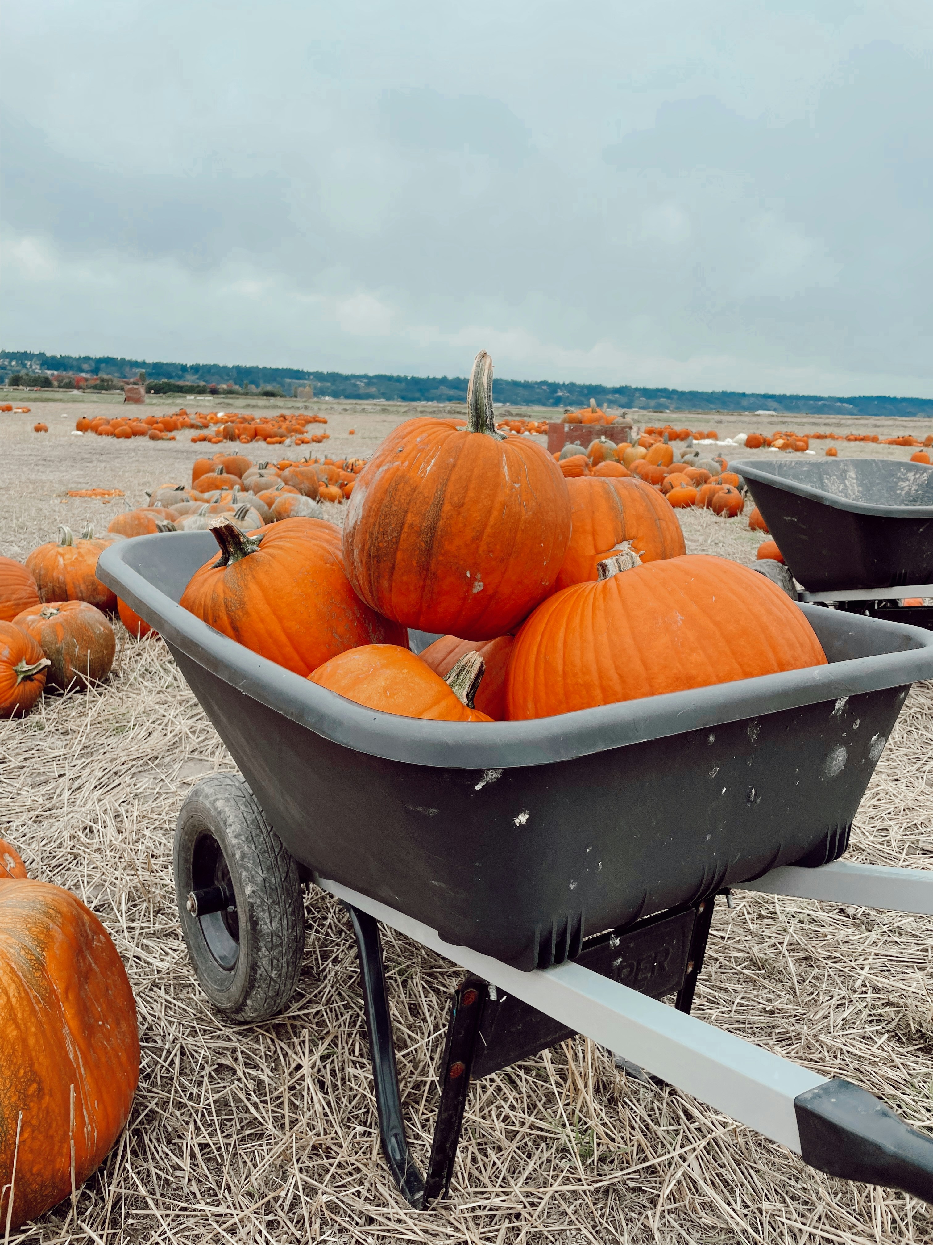 a wheelbarrow filled with lots of pumpkins