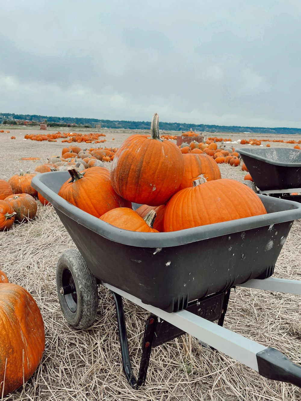a wheelbarrow filled with lots of pumpkins
