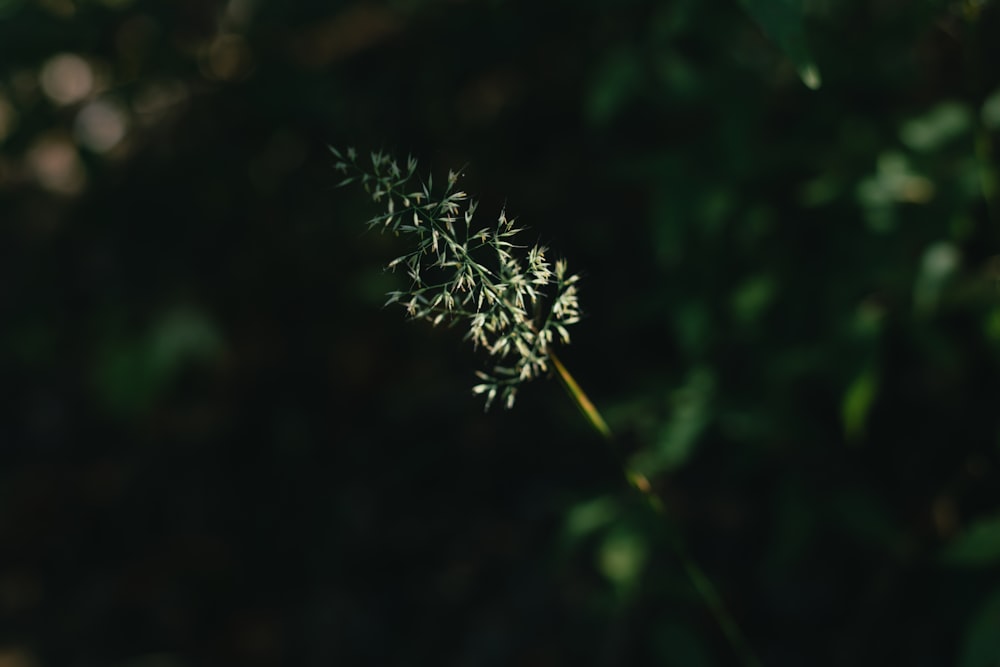 a close up of a plant with lots of leaves