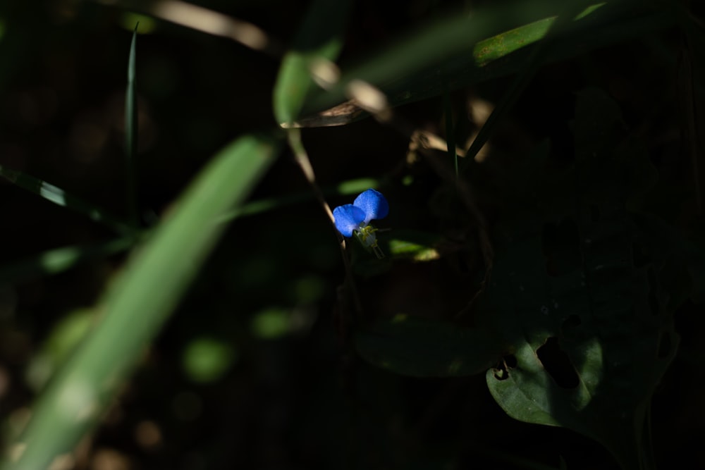 a small blue flower sitting on top of a lush green field