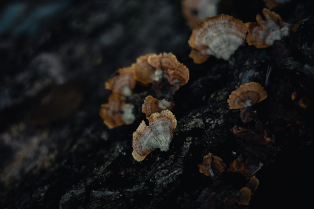 a group of mushrooms sitting on top of a tree