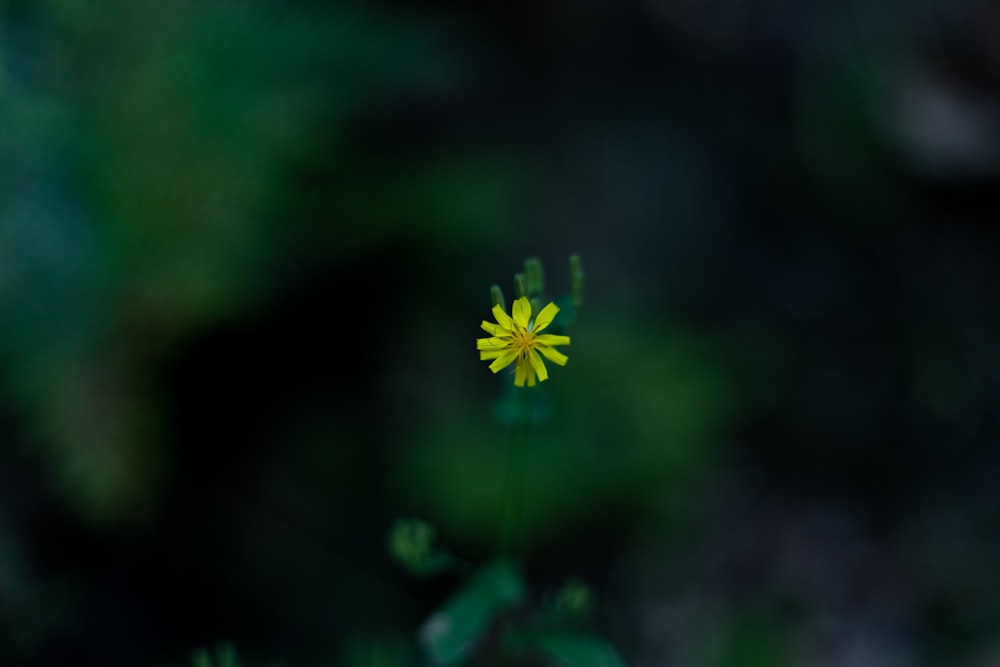 a small yellow flower with a blurry background