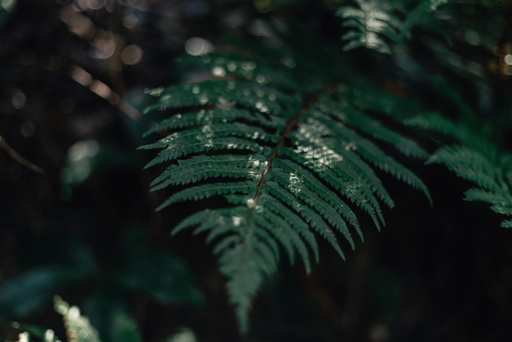 a close up of a green plant with lots of leaves