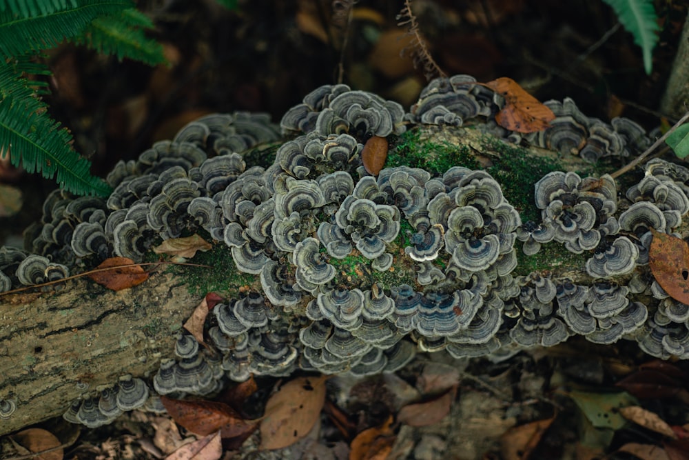 a group of mushrooms growing on a tree branch