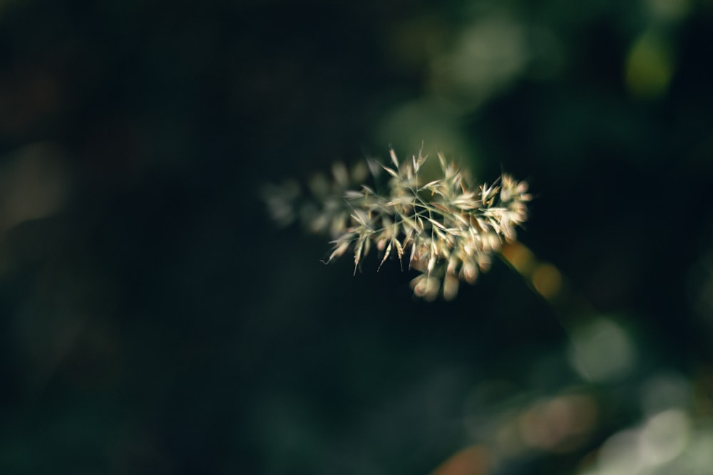 a close up of a plant with a blurry background