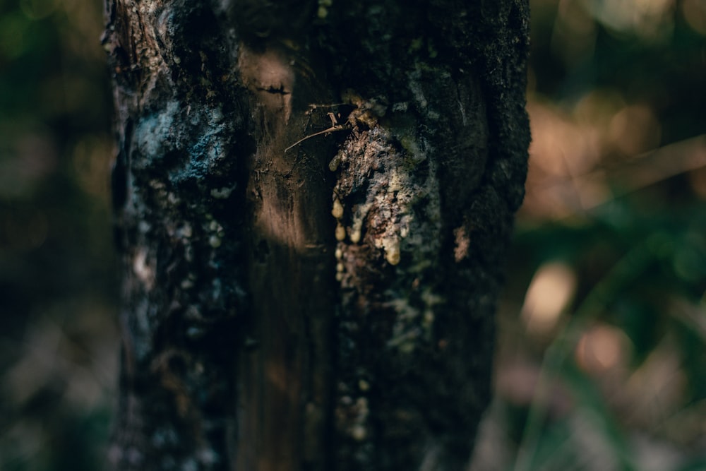 a close up of a tree trunk with moss growing on it