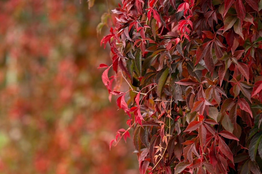 a close up of a tree with red leaves