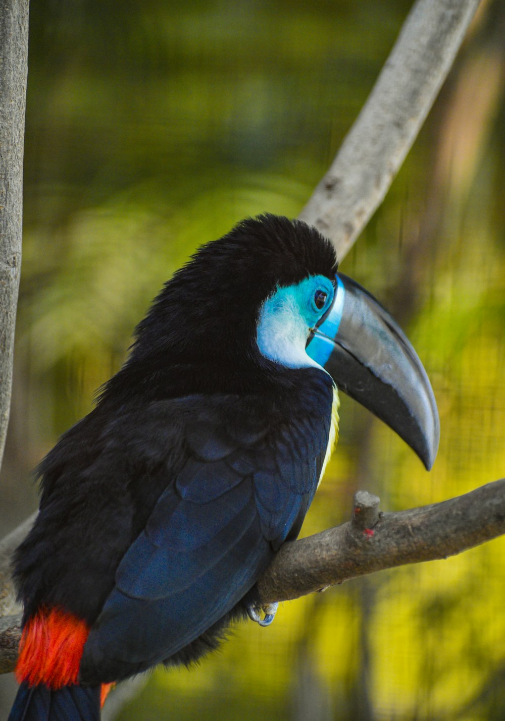 a colorful bird sitting on a tree branch