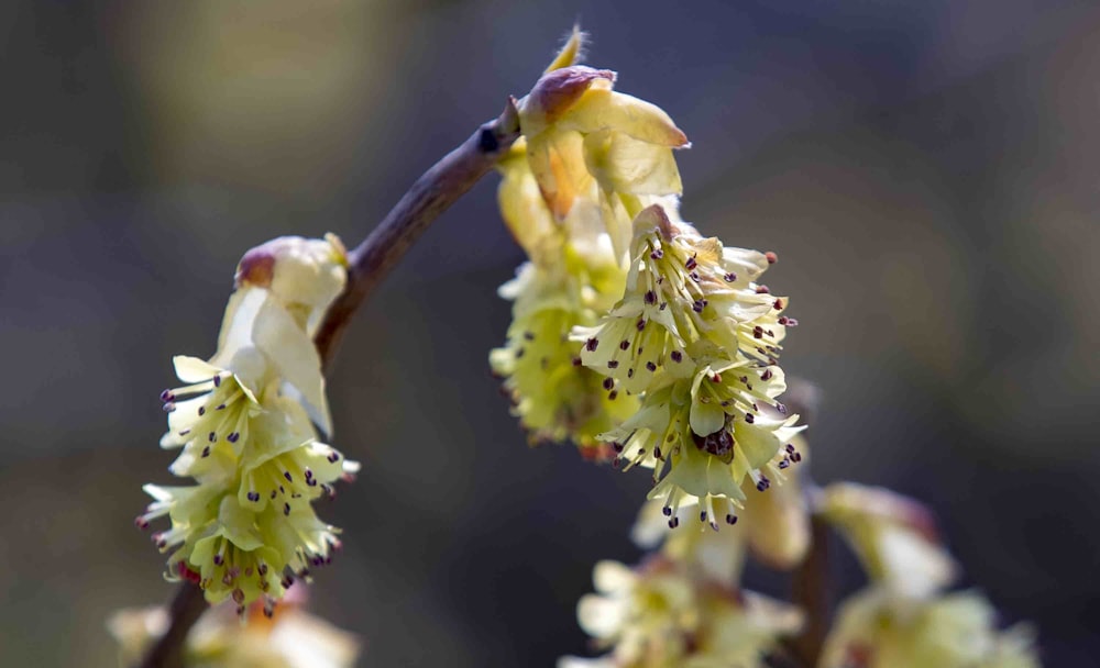 a close up of a flower on a tree branch