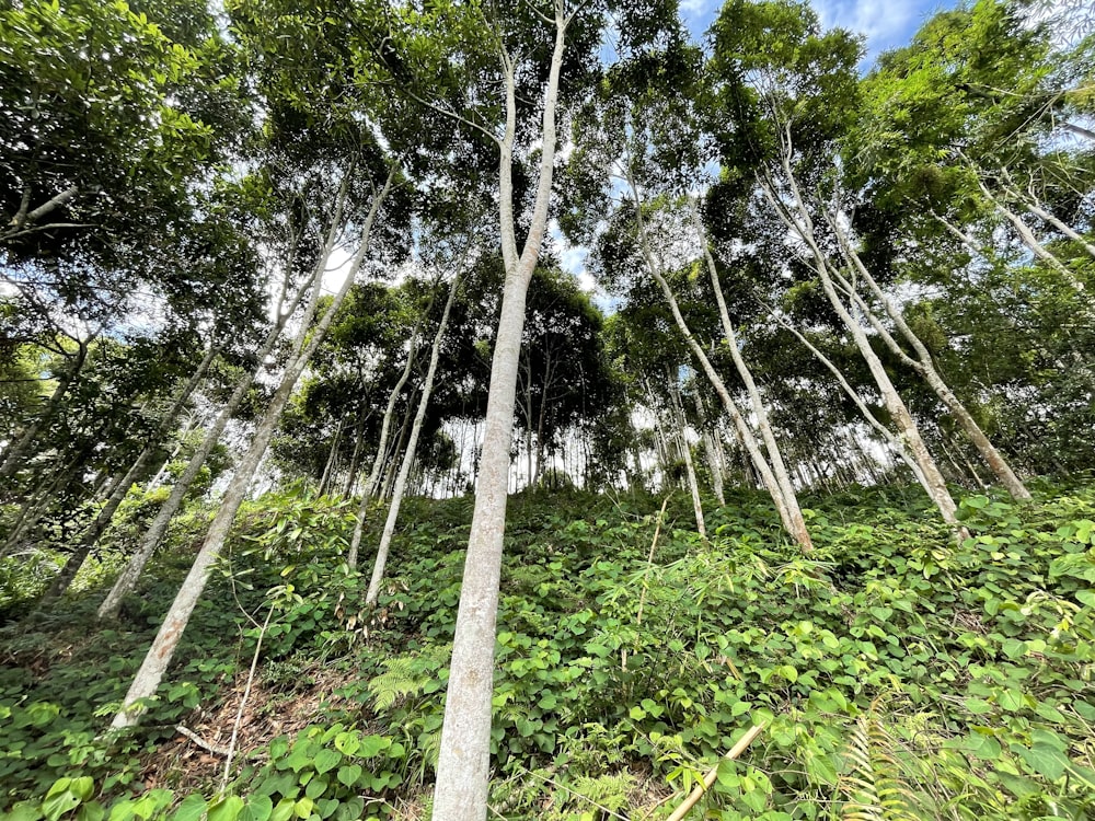 a forest filled with lots of tall trees