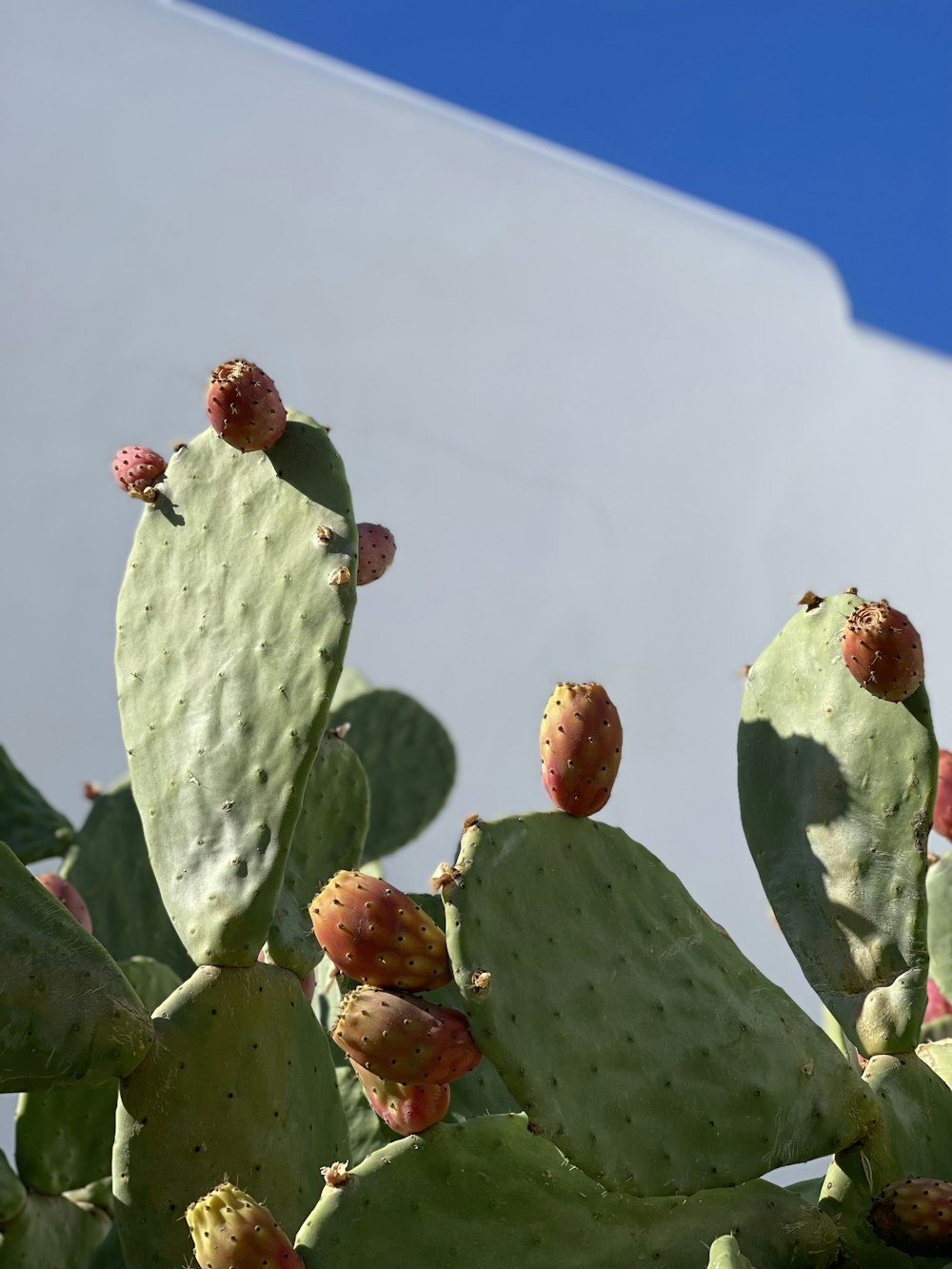 a close up of a cactus