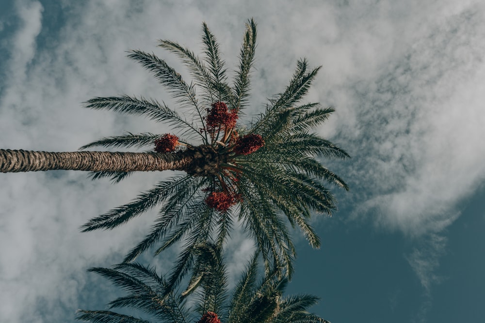 a palm tree reaching up into the sky