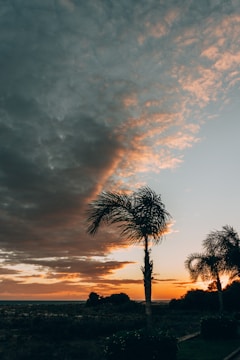 Sunset over a coastal plot with palm trees.