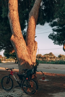 A bicycle with a child seat is parked against a large tree with deeply grooved bark. The tree is bathed in warm sunlight, casting elongated shadows on the ground. In the background, there is an open area with a road, some scattered greenery, and trees.