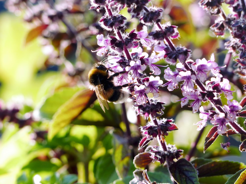 a bee sitting on top of a purple flower