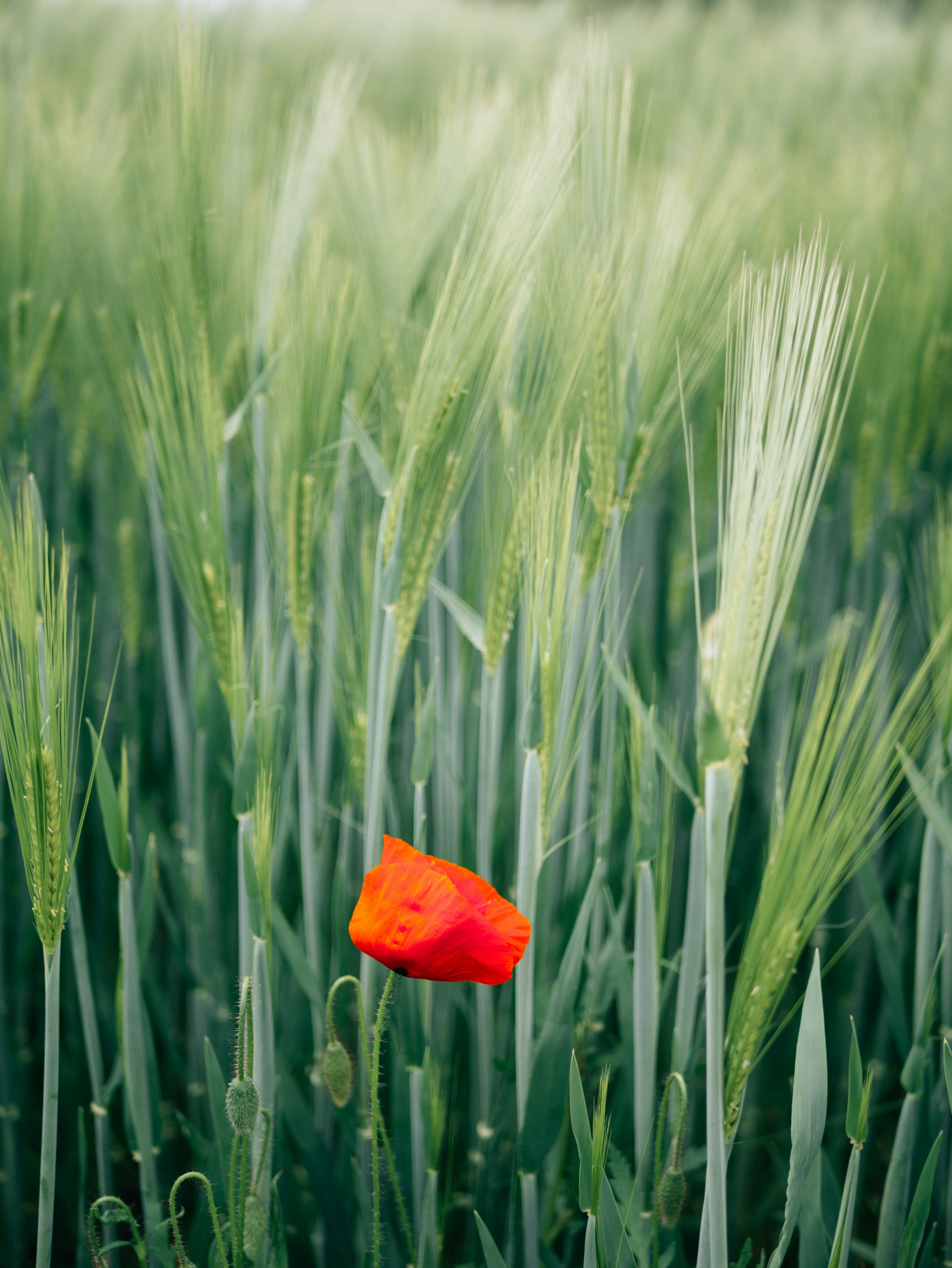 a red poppy in a green field of wheat