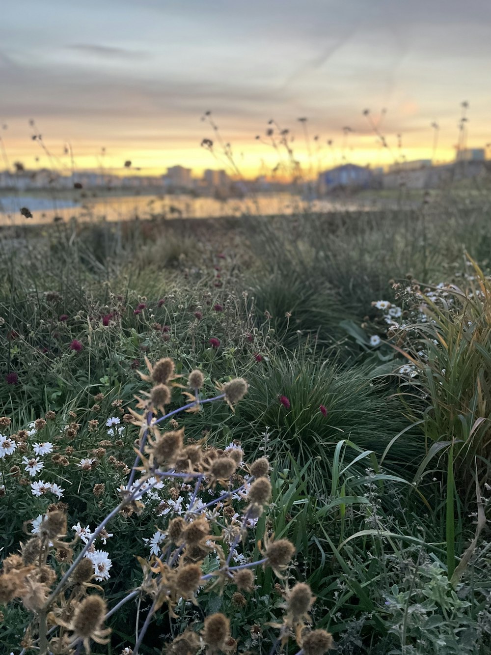 a field of wildflowers with a sunset in the background