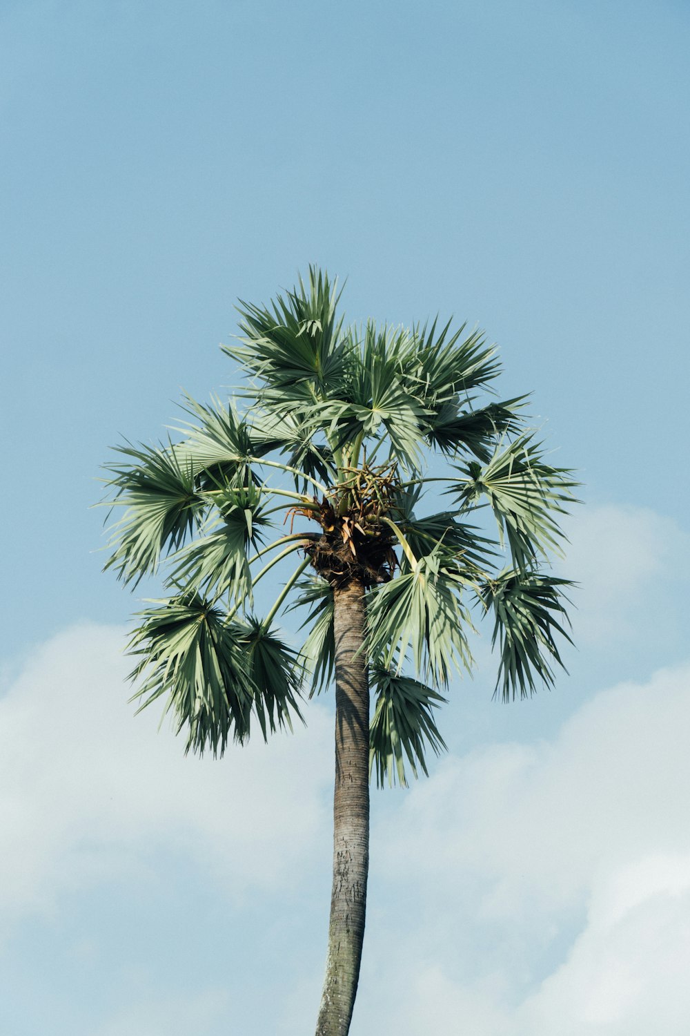 a tall palm tree with a sky background