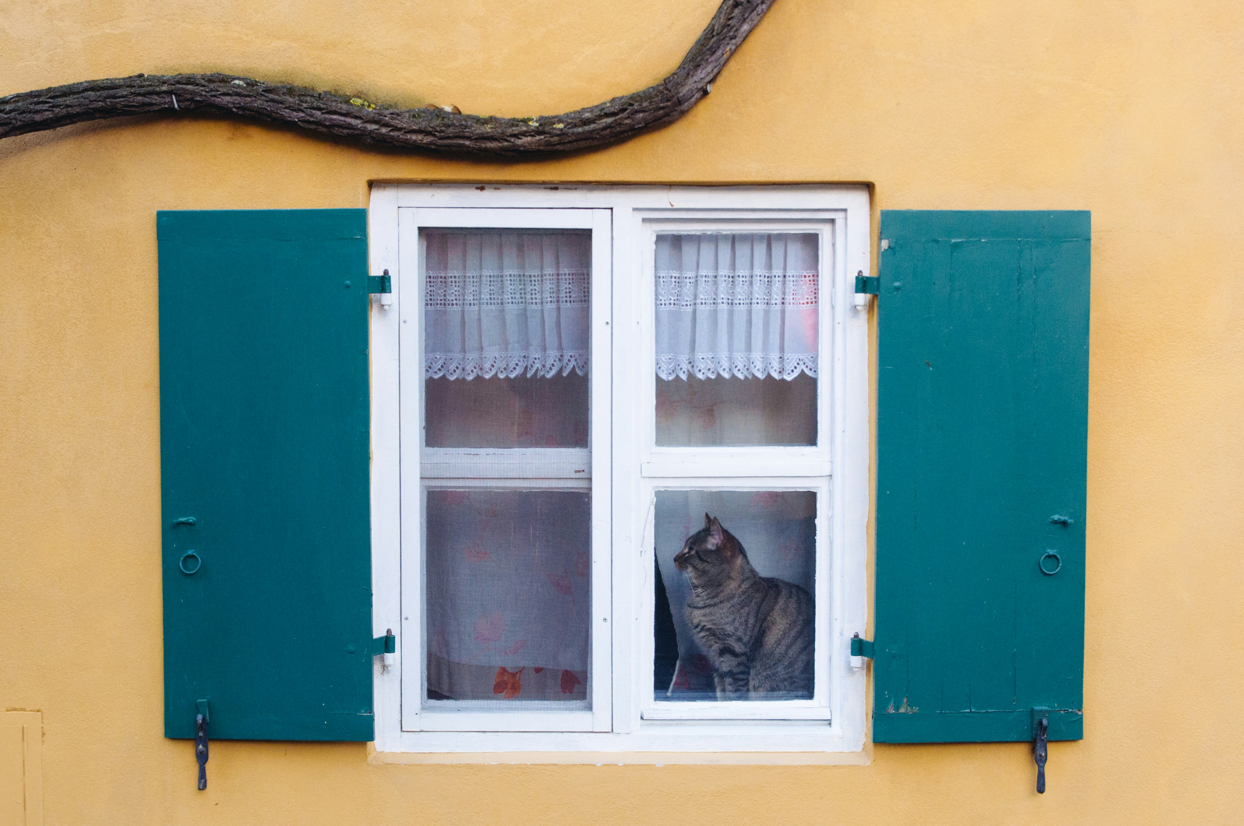 Cat looking out window