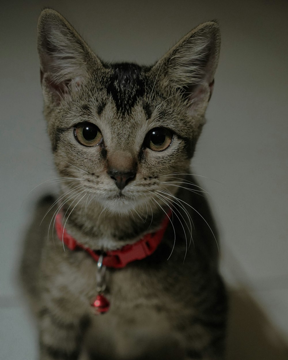 a cat with a red collar sitting down