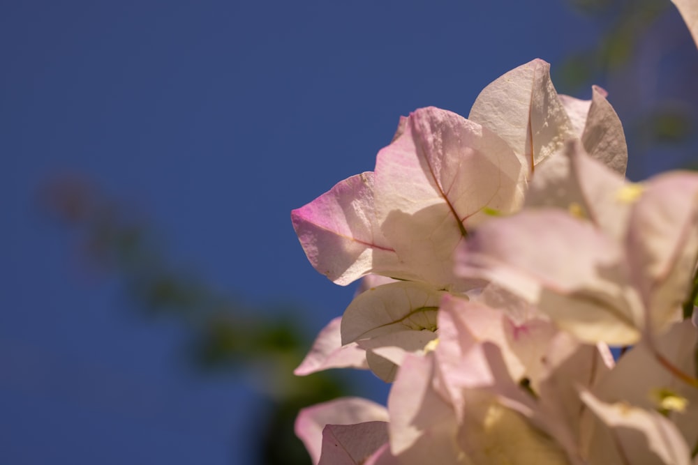 pink and white flowers against a blue sky