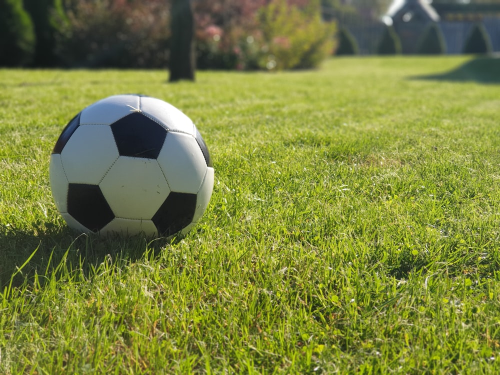 무성한 녹색 필드 위에 앉아있는 축구 공