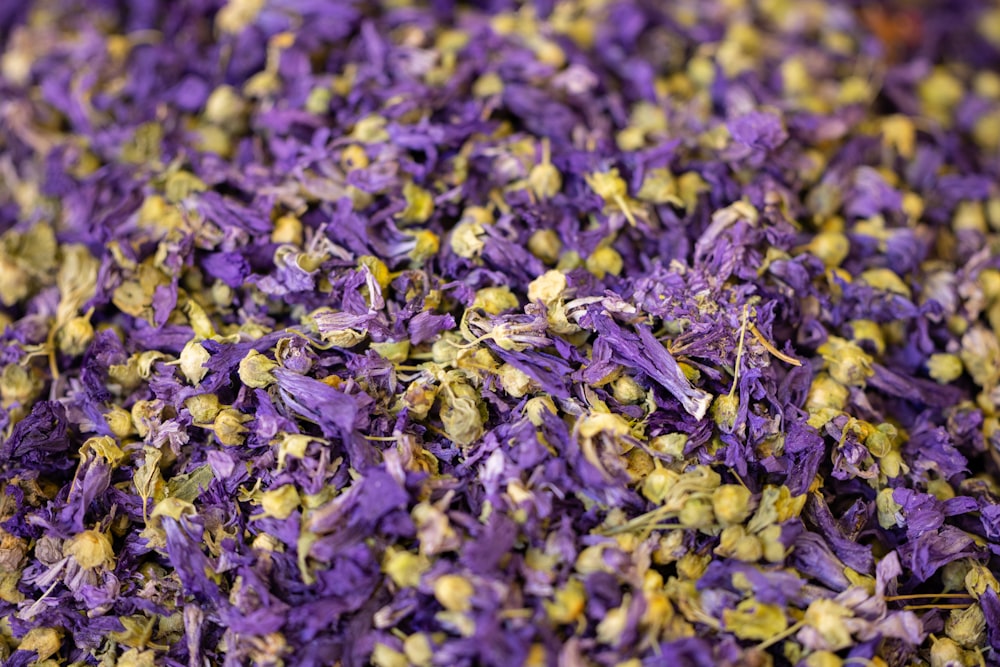 a close up of a bunch of purple flowers